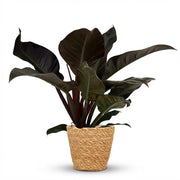 Philodendron Imperial Red - Rood - Weinig onderhoud - 1 Plant - met Mand - Pot 19cm - Hoogte 60cm