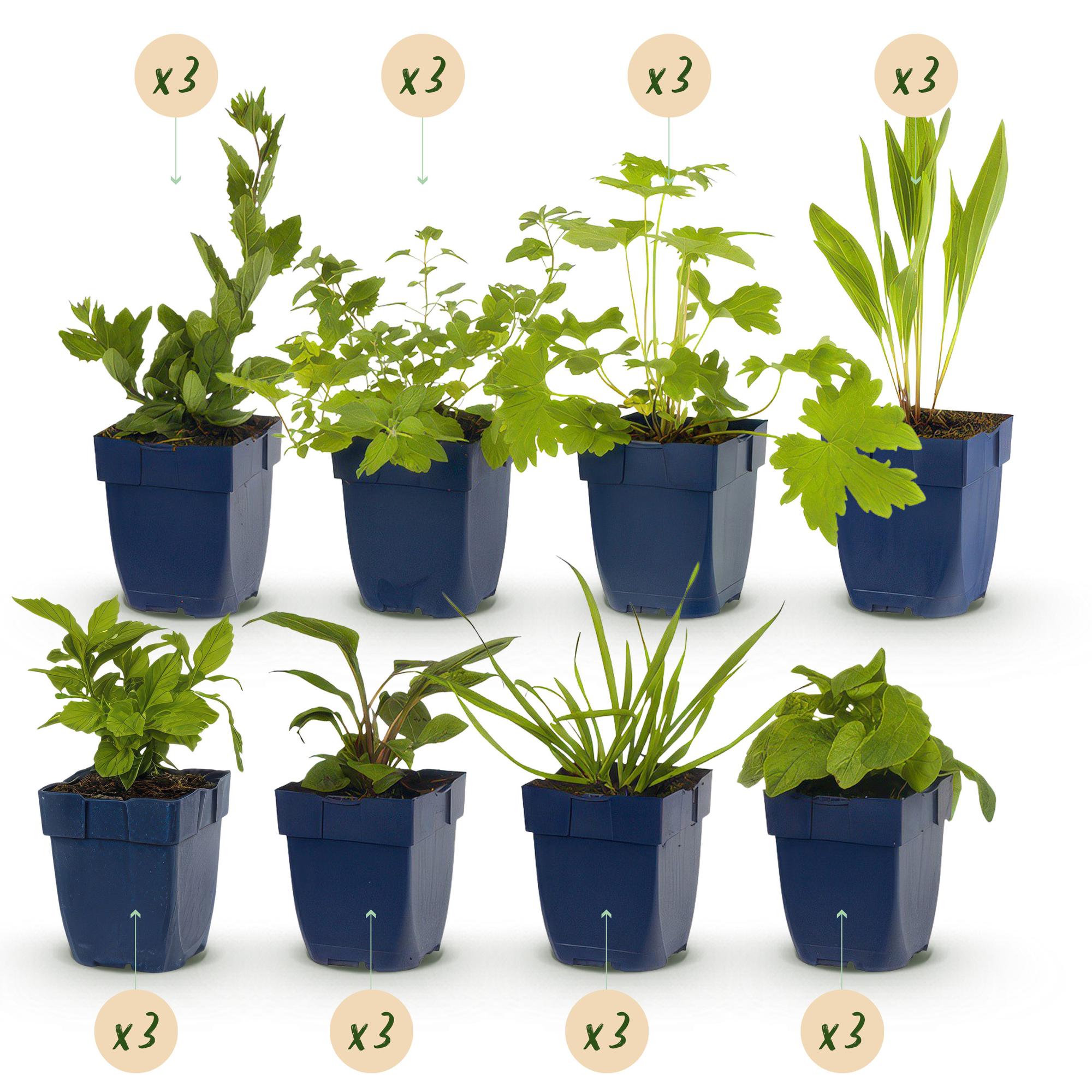 Green boutiQ - Pacchetto bordura - Attrattivo per api e farfalle - 24 piante perenni - 3 m² - Vari colori - Bassa manutenzione - Vaso da 11 cm