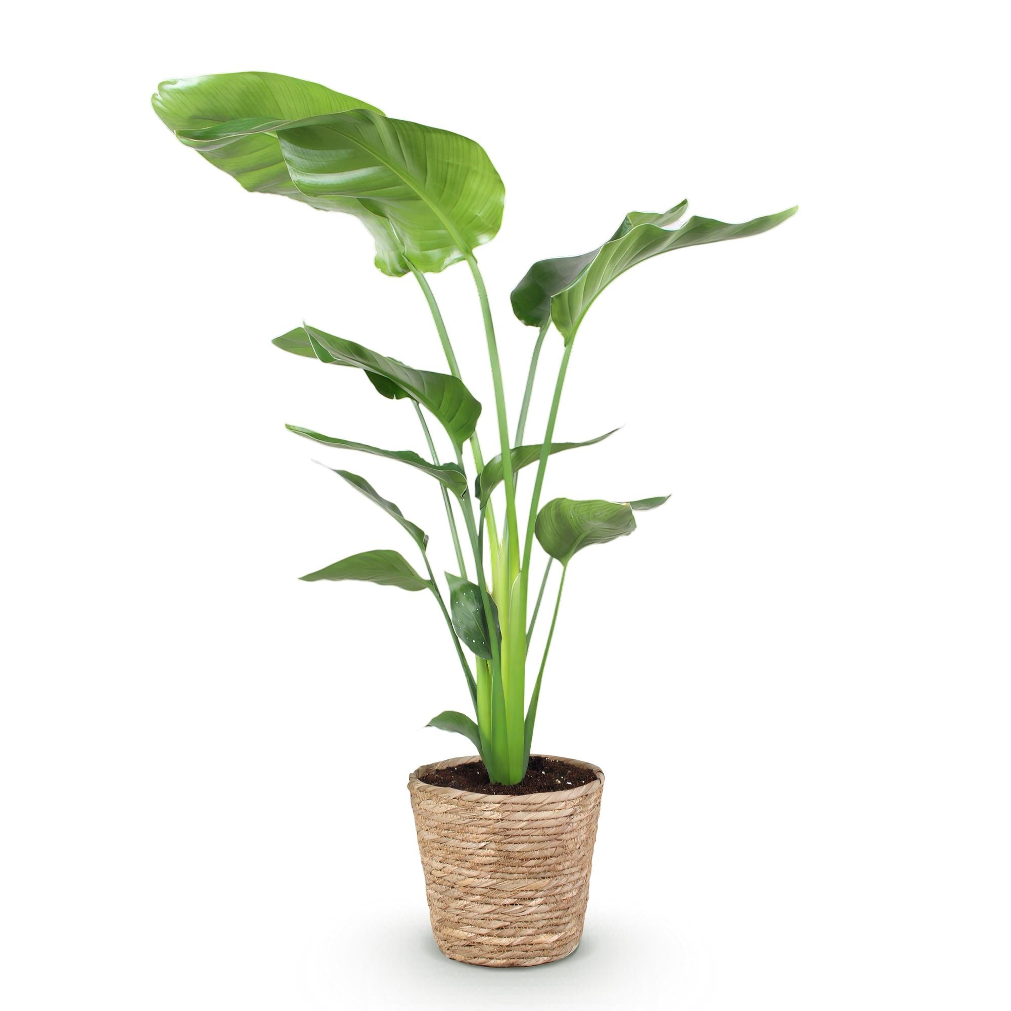 Stelitzia Nicolai - Paradijsvogelbloem - Weinig onderhoud - met mand - Groen - 1 Plant - Pot 21cm - Hoogte 110-120cm