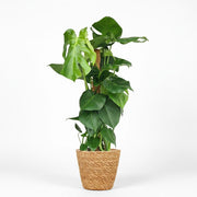 Gatenplant - Monstera Deliciosa mosstok - Groen - Weinig onderhoud - 1 Plant - met Mand - Pot 19cm - Hoogte 90cm