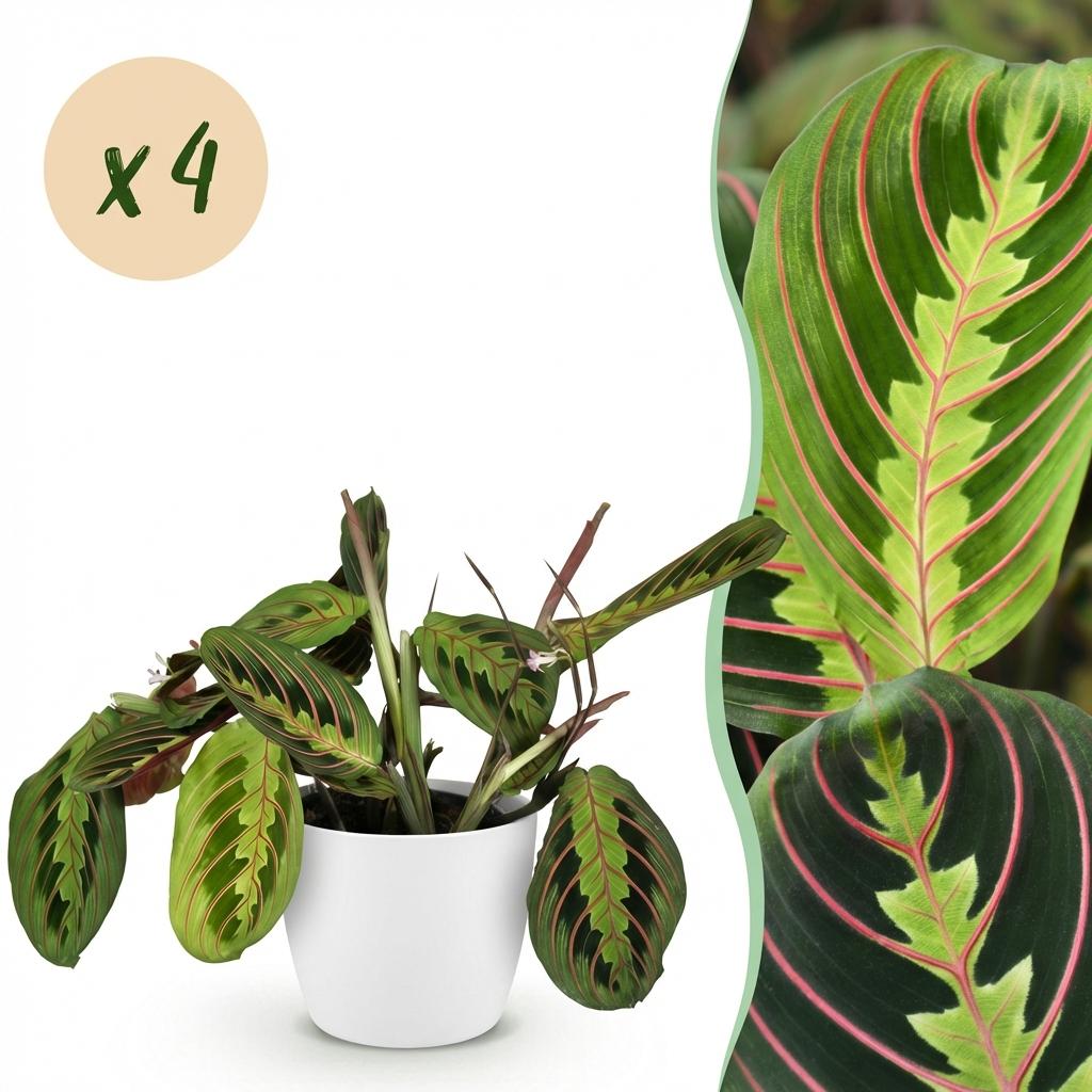 Maranta Fascinator Tricolour - Gebedsplant - Huisdiervriendelijke Plant - Groen - 4 Planten - met Potter Wit - Pot 12cm - Hoogte 25cm