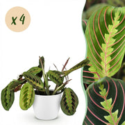 Maranta Fascinator Tricolour - Bønneplante - Kæledyrsvenlig plante - Grøn - 4 planter - med hvid keramik - 12 cm potte - Højde 25 cm