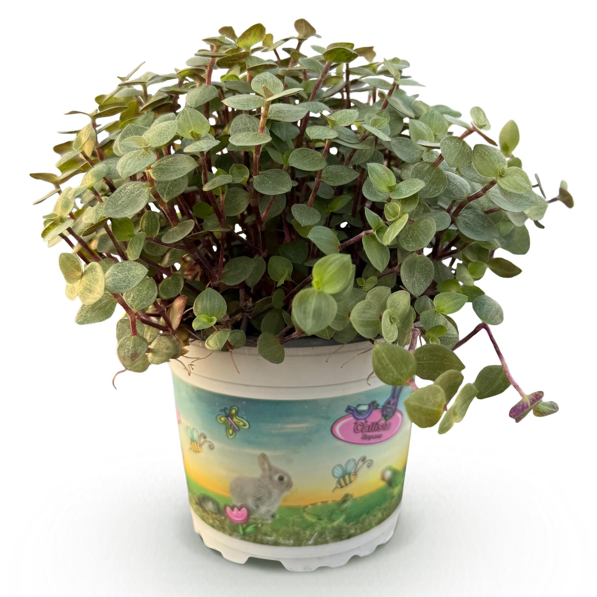 Calissia repens - Schildpad plant - Huisdiervriendelijke Plant - Groen - 1 Plant - Pot 12cm - Hoogte 14cm