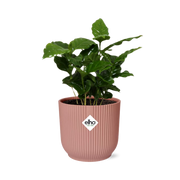 Coffea Arabica in ELHO Vibes Fold 14cm roze