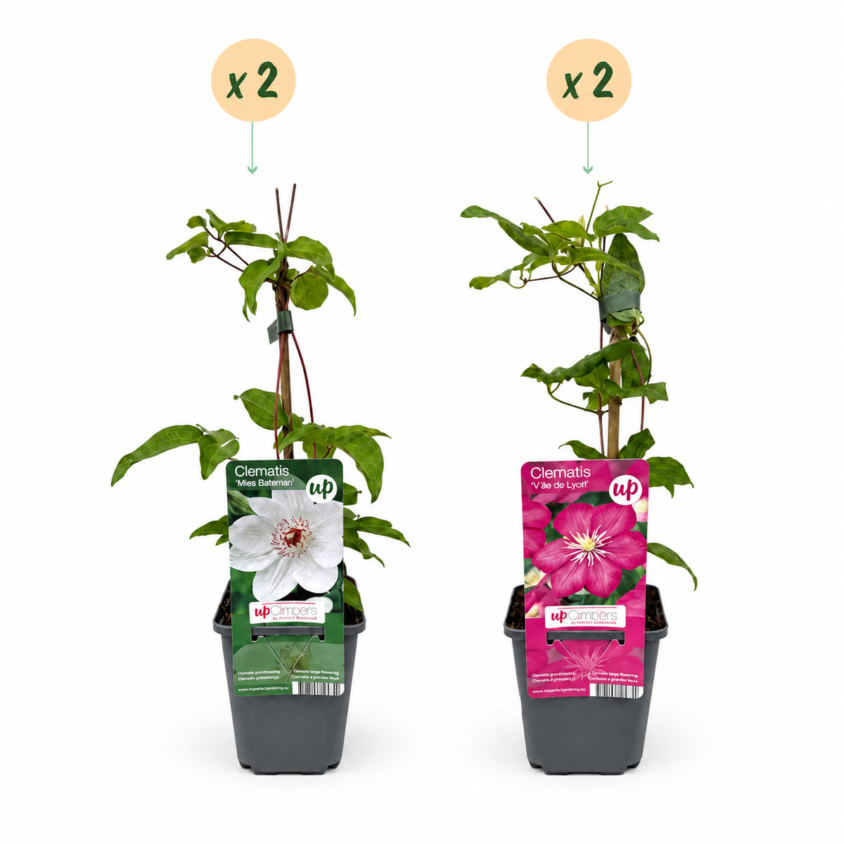 Clematis Duo Pink & White - Bosrank 4x - Wit - Roze - Klimplant - Ø9cm - ↕35cm
