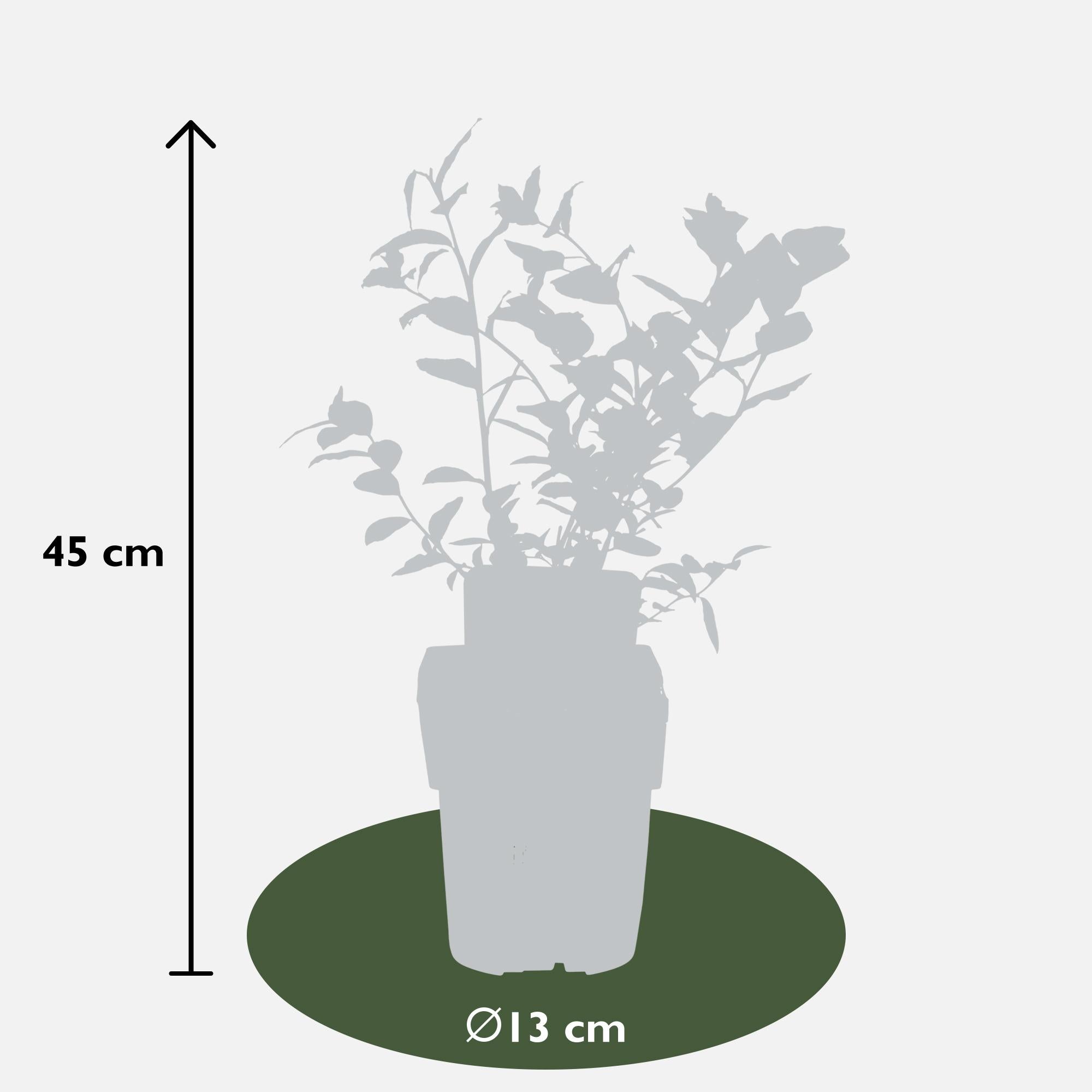 Vaccinium corymbosum 'Reka' - Myrtille - Ø13cm - ↕45cm