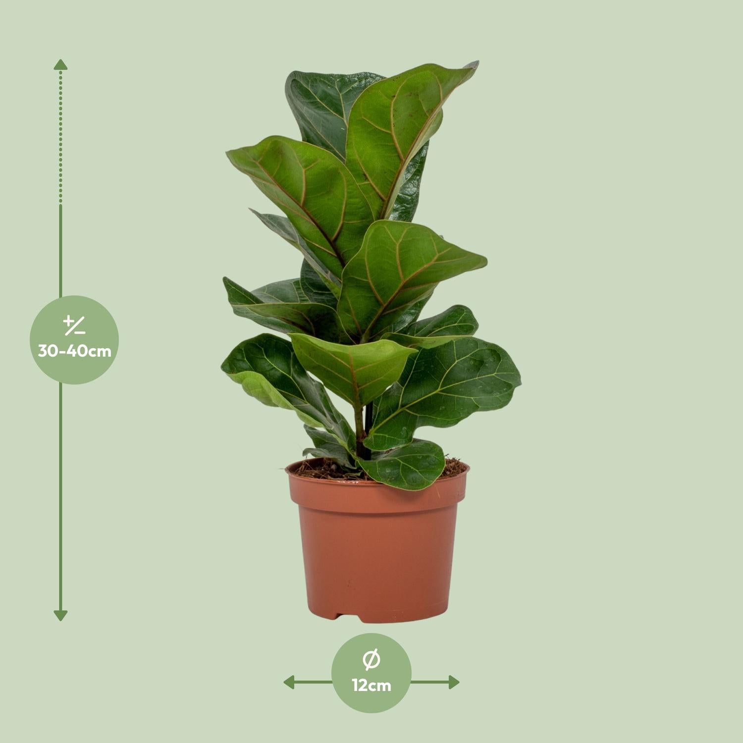 Ficus Lyrata - Ø12 cm - ↕30 cm