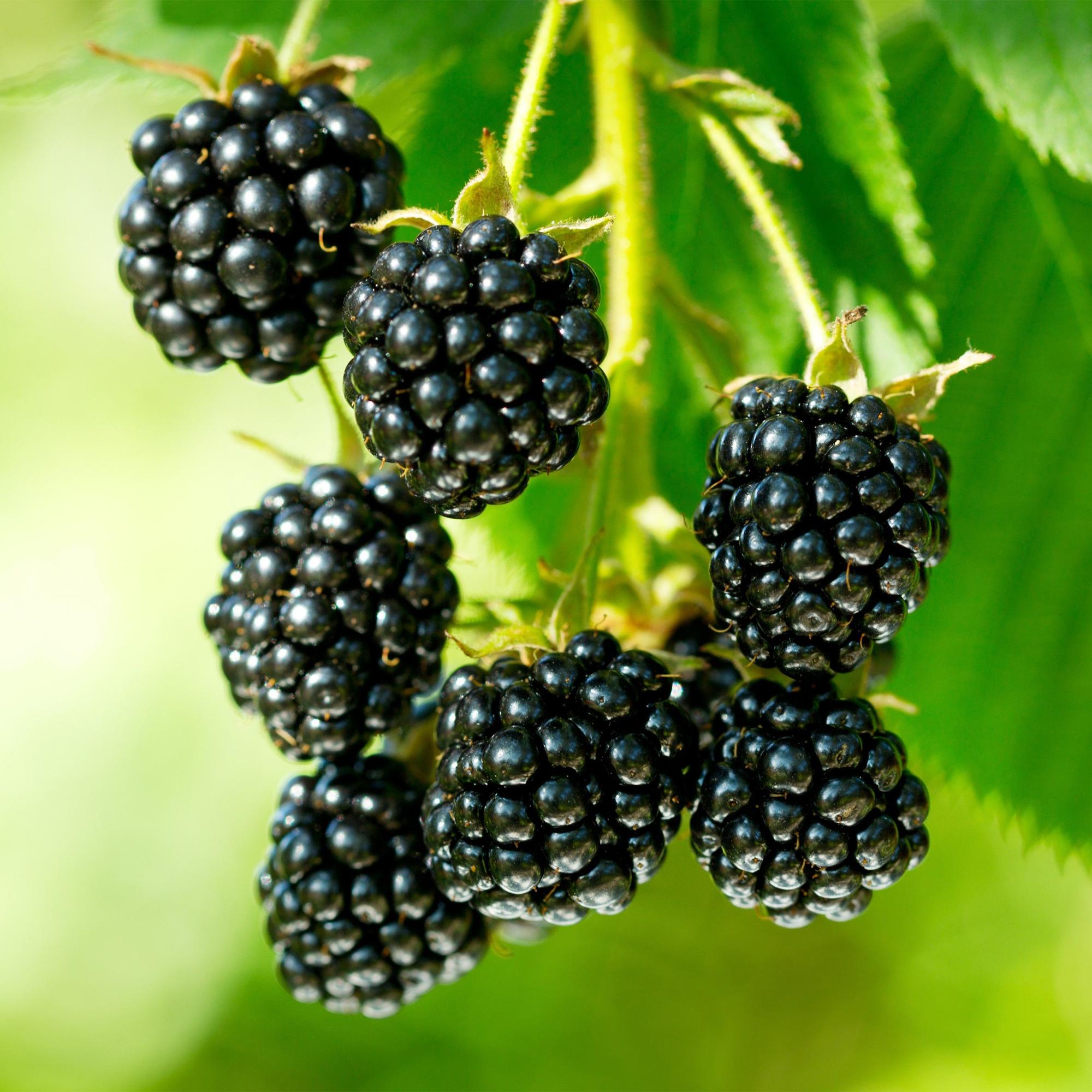 Rubus occ. Black Jewel - Bramenplant - Winterhard - Zwarte Braam - 2 Planten - Pot 15cm - Hoogte 50cm