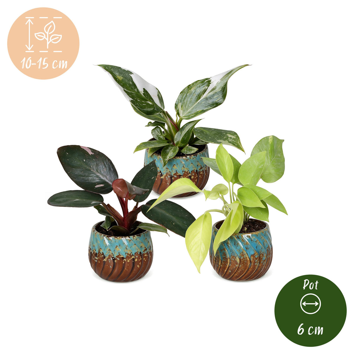 Baby Philodendron Tricolour 3x - Wit - Roze - Geel - Groen - Tropisch - incl. Copper Reef - Ø6cm - ↕10-15cm