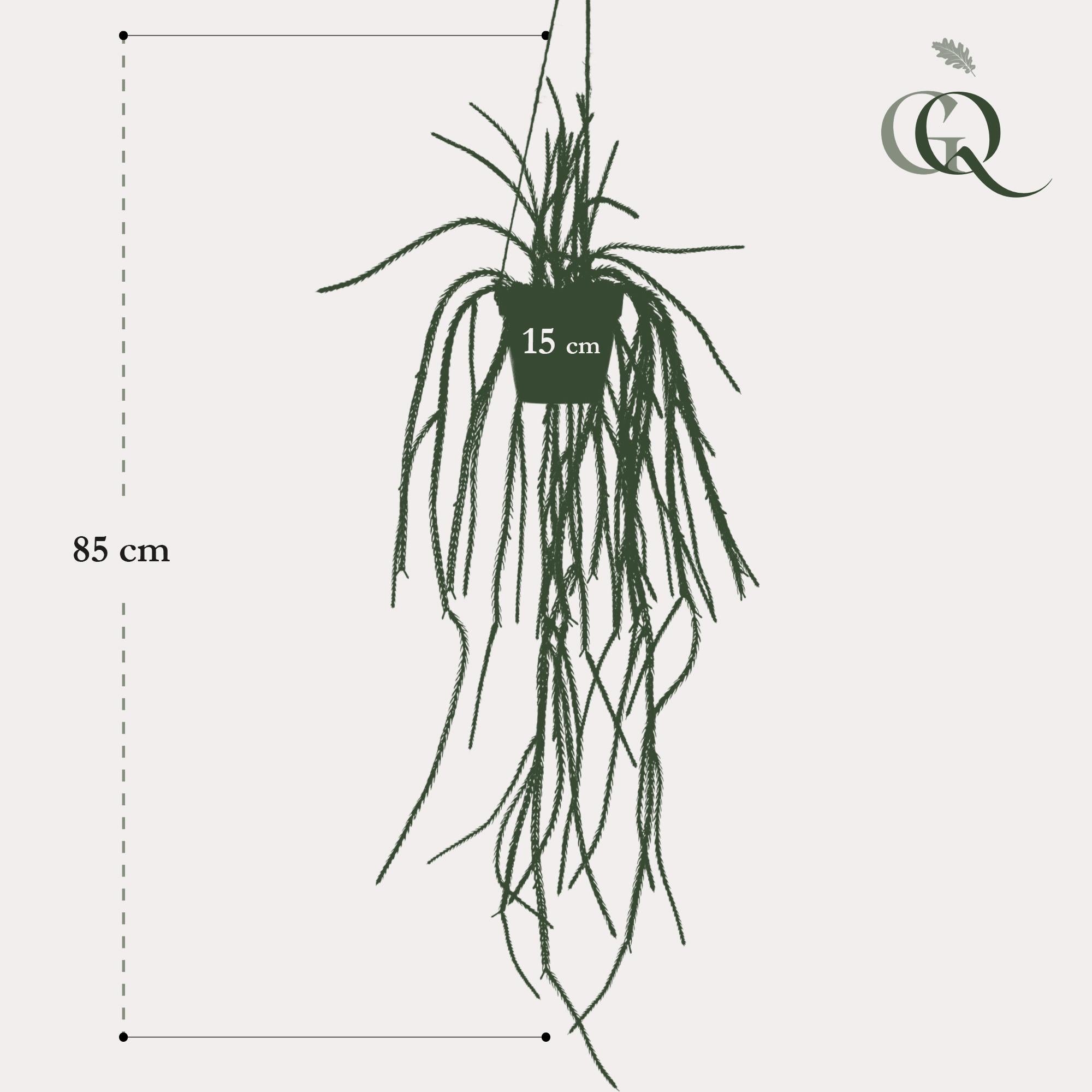 Pianta artificiale - Rhypsalis - Cactus corallo - 85 cm
