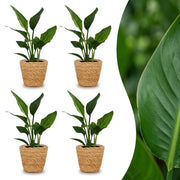 Strelitzia Reginea - Paradijsvogelbloem - 4x - met Zeegras Mand - Pot 12cm - Hoogte 35cm