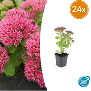 24 Sedum 'Herbstfreude' - ↕10-25cm - Ø9cm