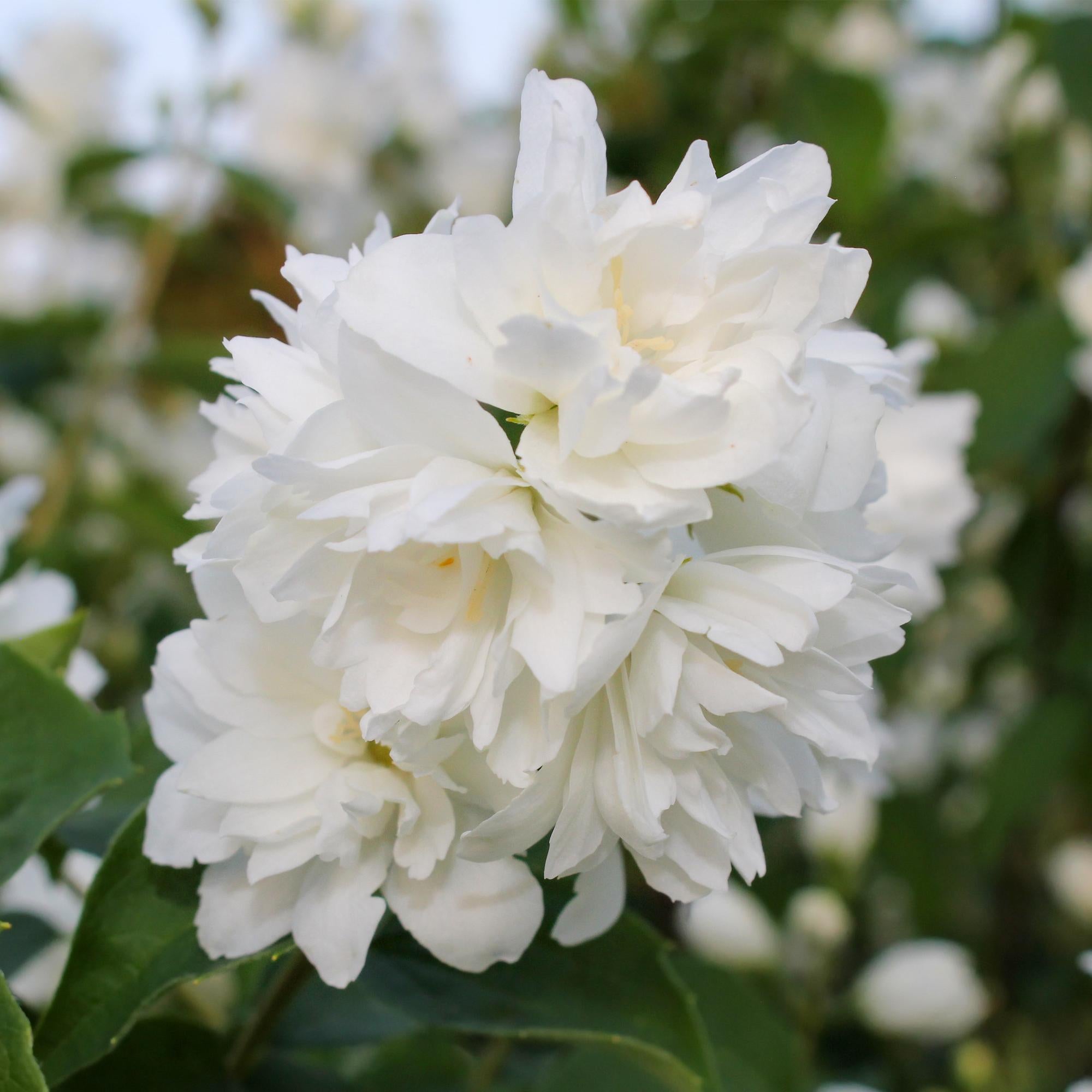 Boerenjasmijn - Philadelphus Snowbelle - Bloem Wit - 1 Plant - Bladverliezend - Weinig Onderhoud - Pot 17cm Hoogte 45cm