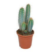 Pilosocereus azureus - - - 17cm