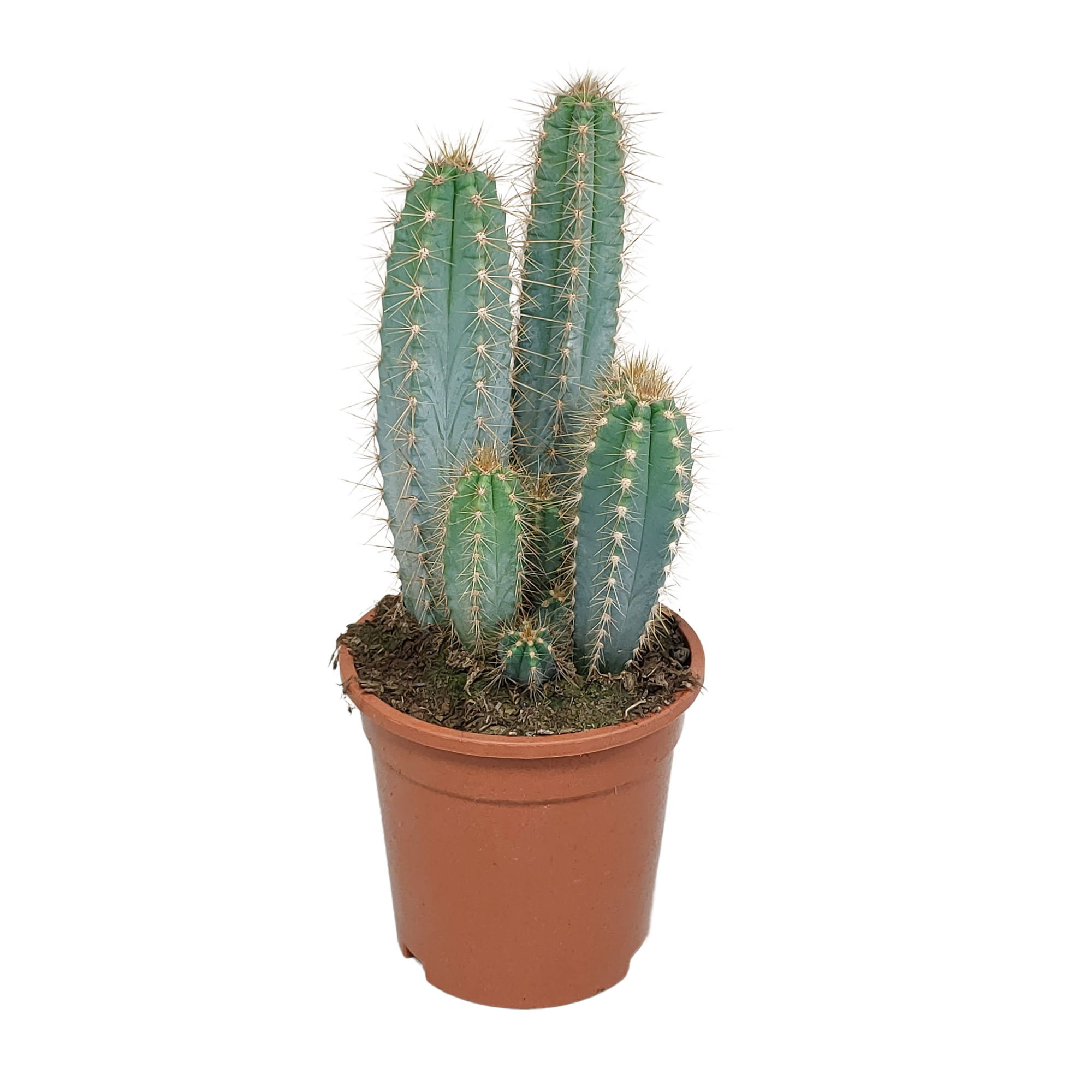 Pilosocereus azureus - - - 17cm