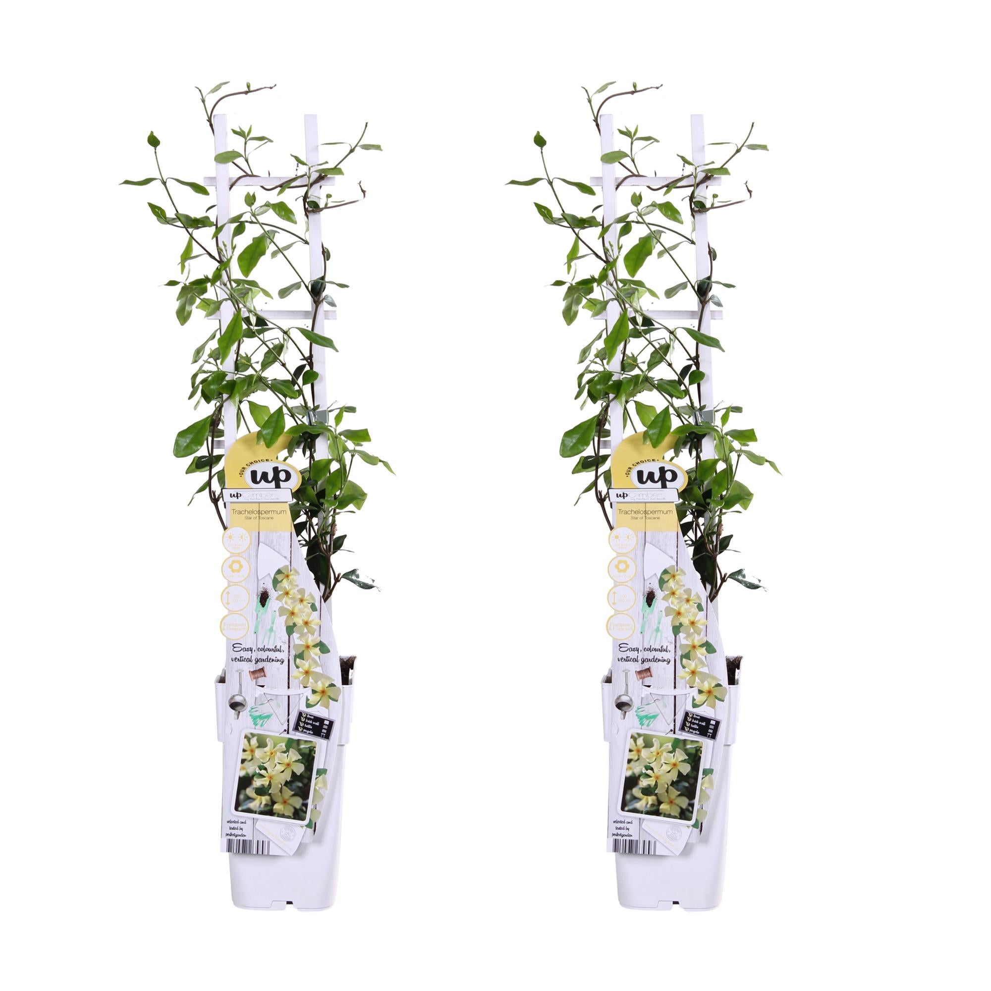 2x - Trachelospermum 'Estrella de Toscana' - ↨65cm - Ø15