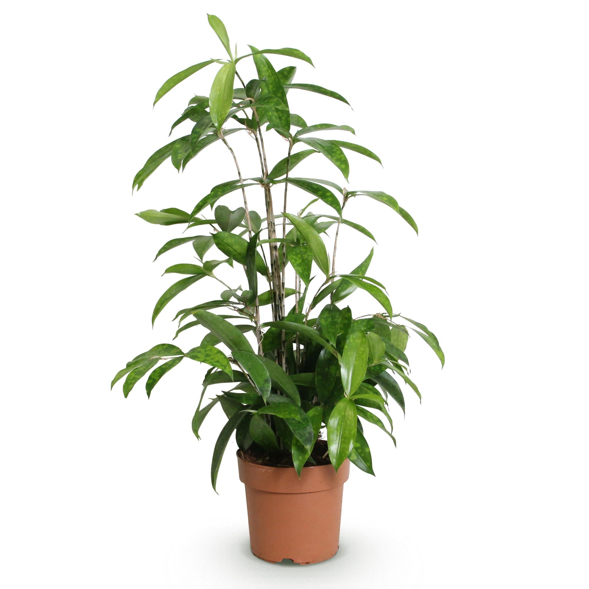 Dracaena surculosa - Drakenbloedboom - Weinig onderhoud - Groen - 1 Plant - Pot 17cm - Hoogte 60-70cm