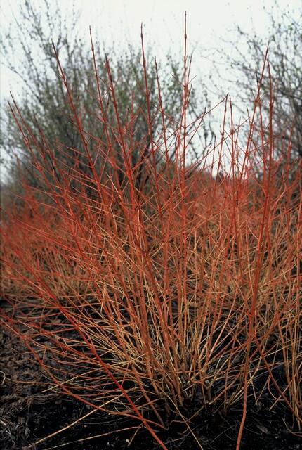 48x Cornus sang. 'Midwinter Fire' - ↕10-25cm - Ø9cm