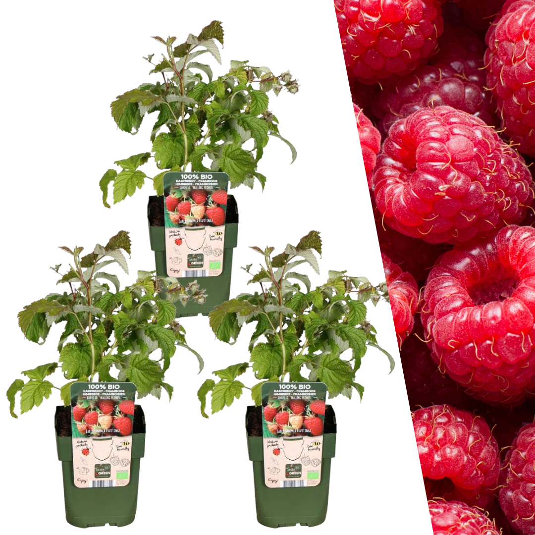 3 Bio-Himbeerpflanzen – Ø 13 cm – ↨ 20 cm