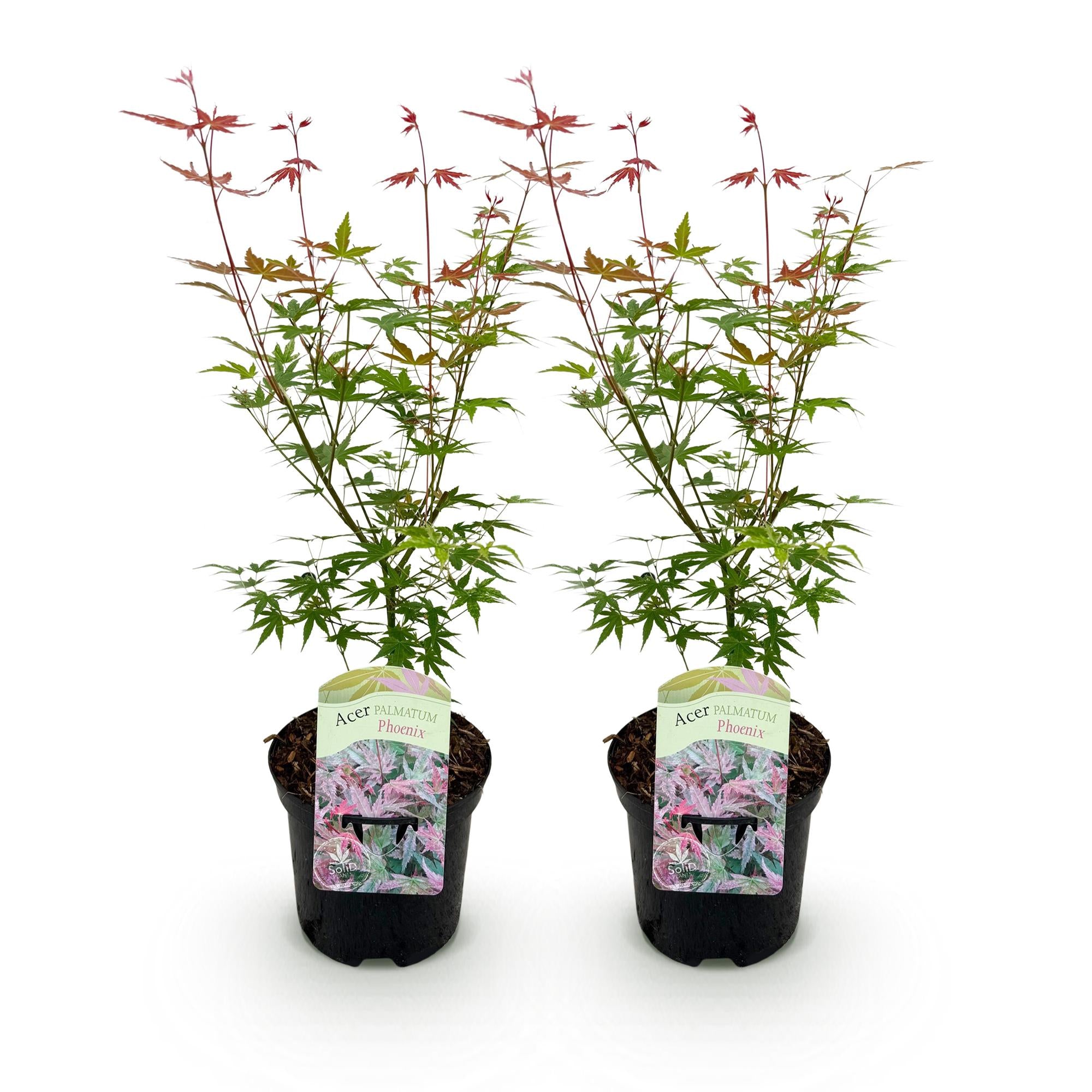 Green boutiQ - Pianta da patio - Acero giapponese - Acer palmatum Phoenix - Rosa - 2 piante - Decidua - Vaso 19 cm Altezza 70 cm
