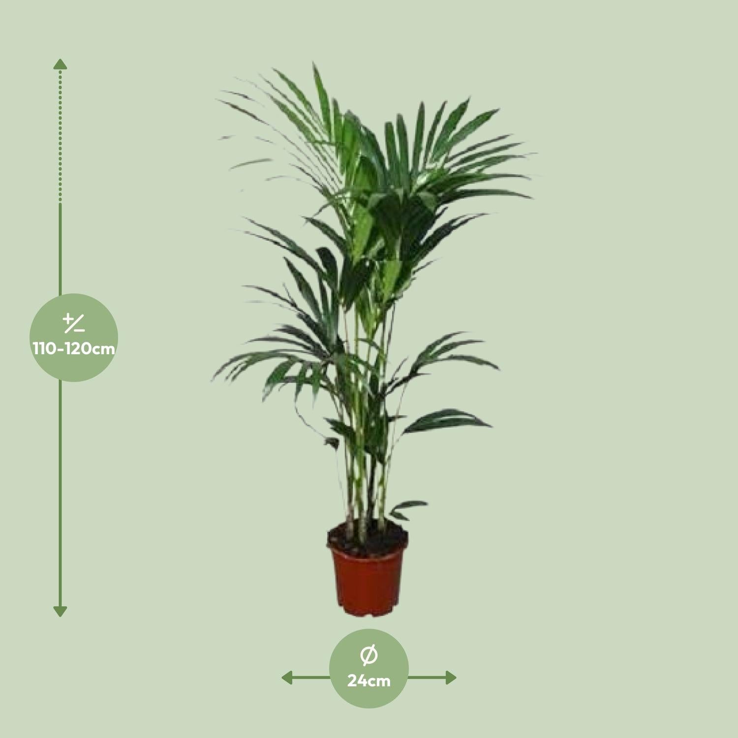 Howea forsteriana - Ø21cm - ↕120cm - Ø24 - ↨120cm