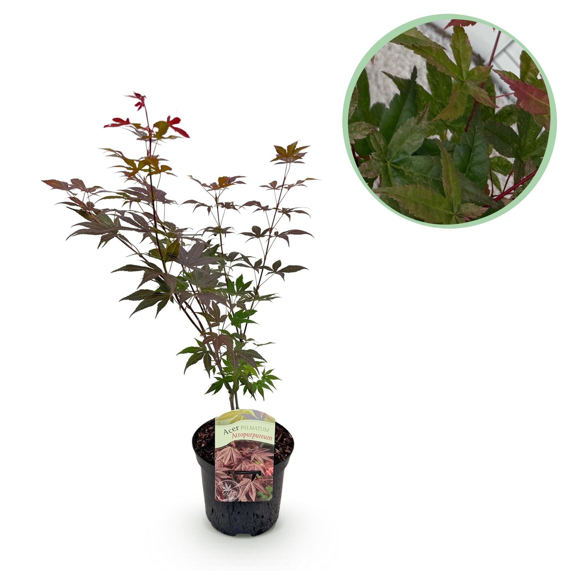 Japanse Esdoorn - Acer palmatum Atropurpureum - Paars - 1 Plant - Bladverliezend - Pot 19cm Hoogte 70cm