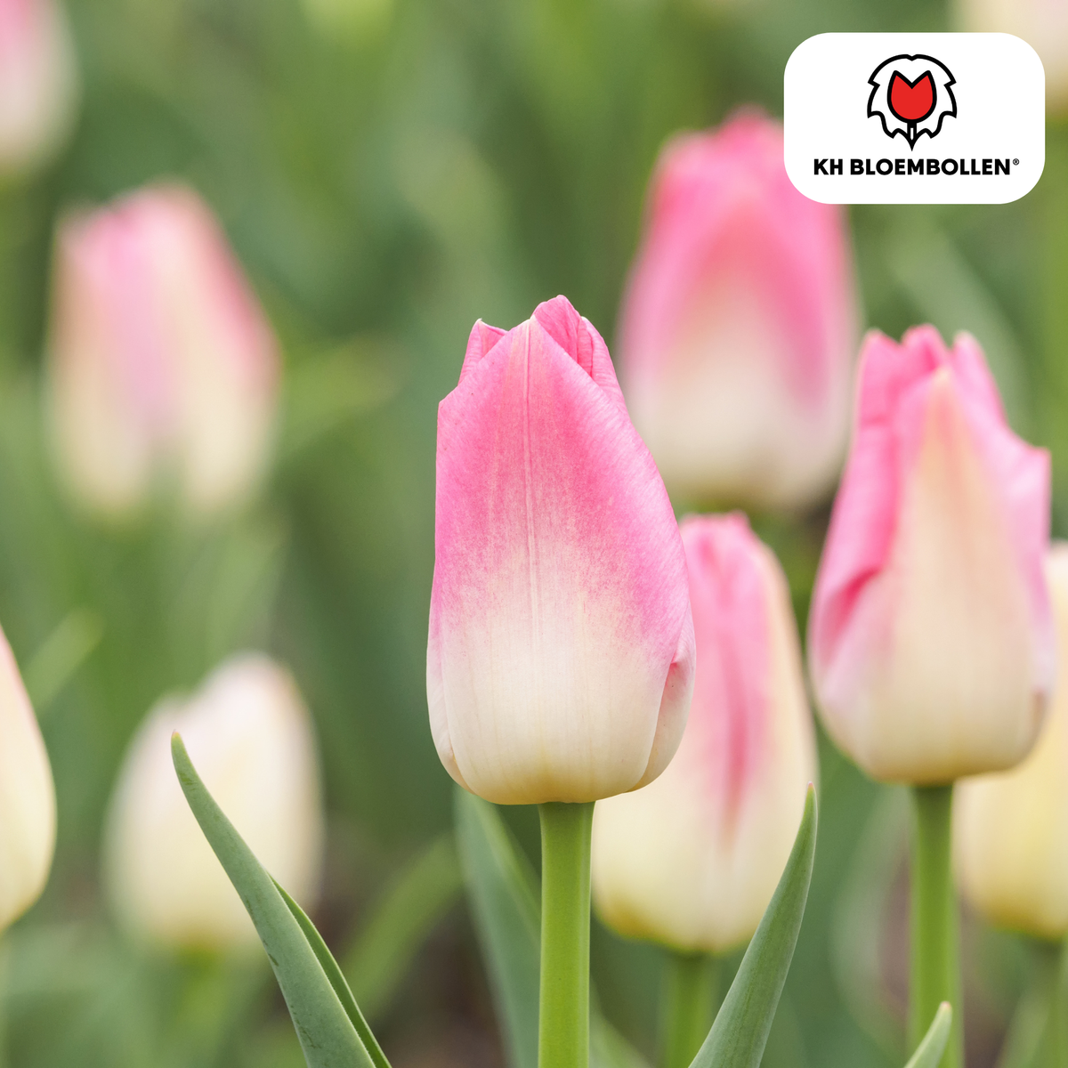 Tulpenzwiebeln Dynasty – 20er-Pack | KH Flower Bulbs® | Rosa Tulpe – Elegant & üppig – Für Garten oder Topf – Größe 11/12 – Frisch vom Züchter