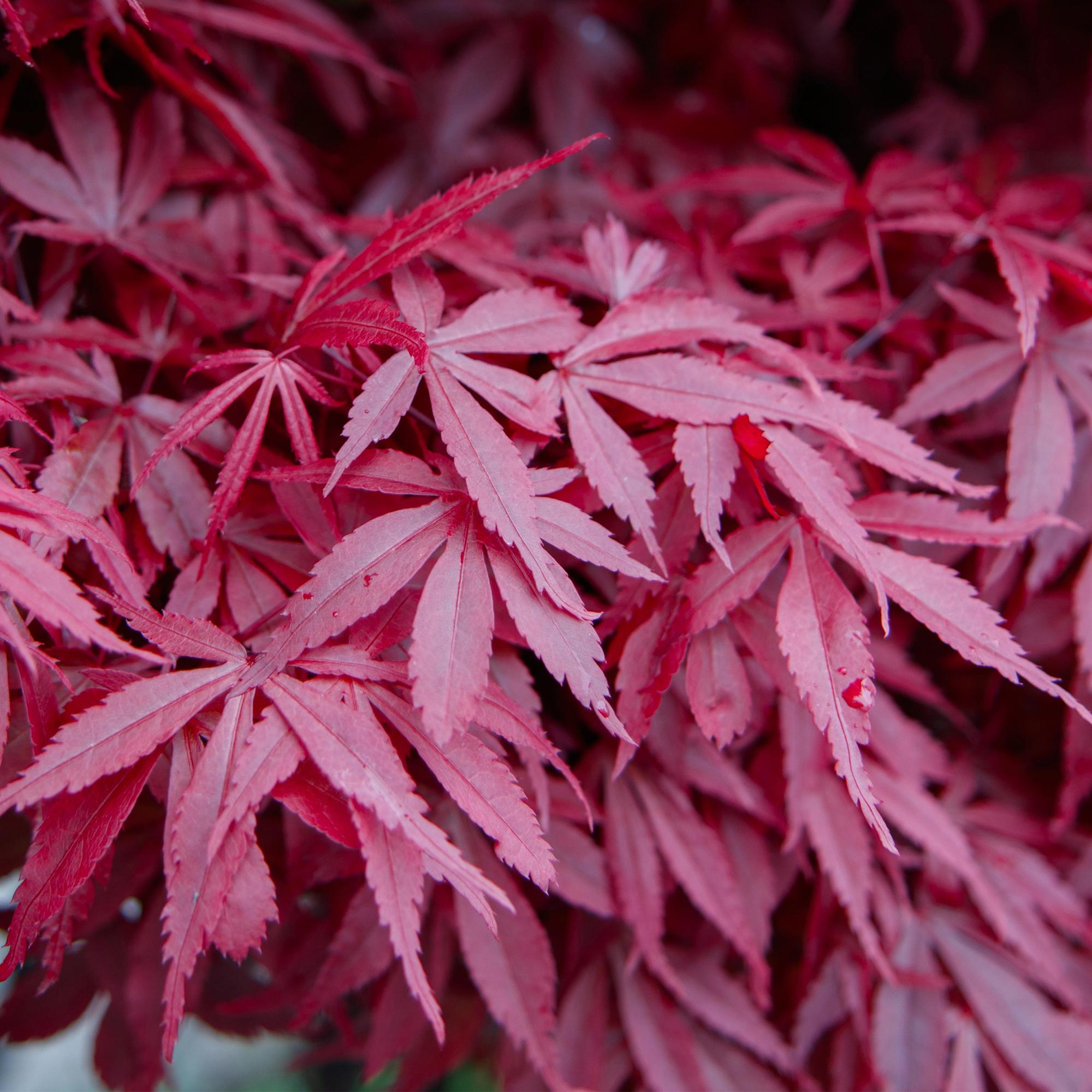 Acer palmatum Skeeters Broom - Japanse Esdoorn - Bladverliezend - Rood - 1 - Pot 26cm - Hoogte 90cm