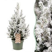 Picea glauca Conica - Kegelspar - Groen - Wit - Kerstboom - Ø19cm - ↕65cm