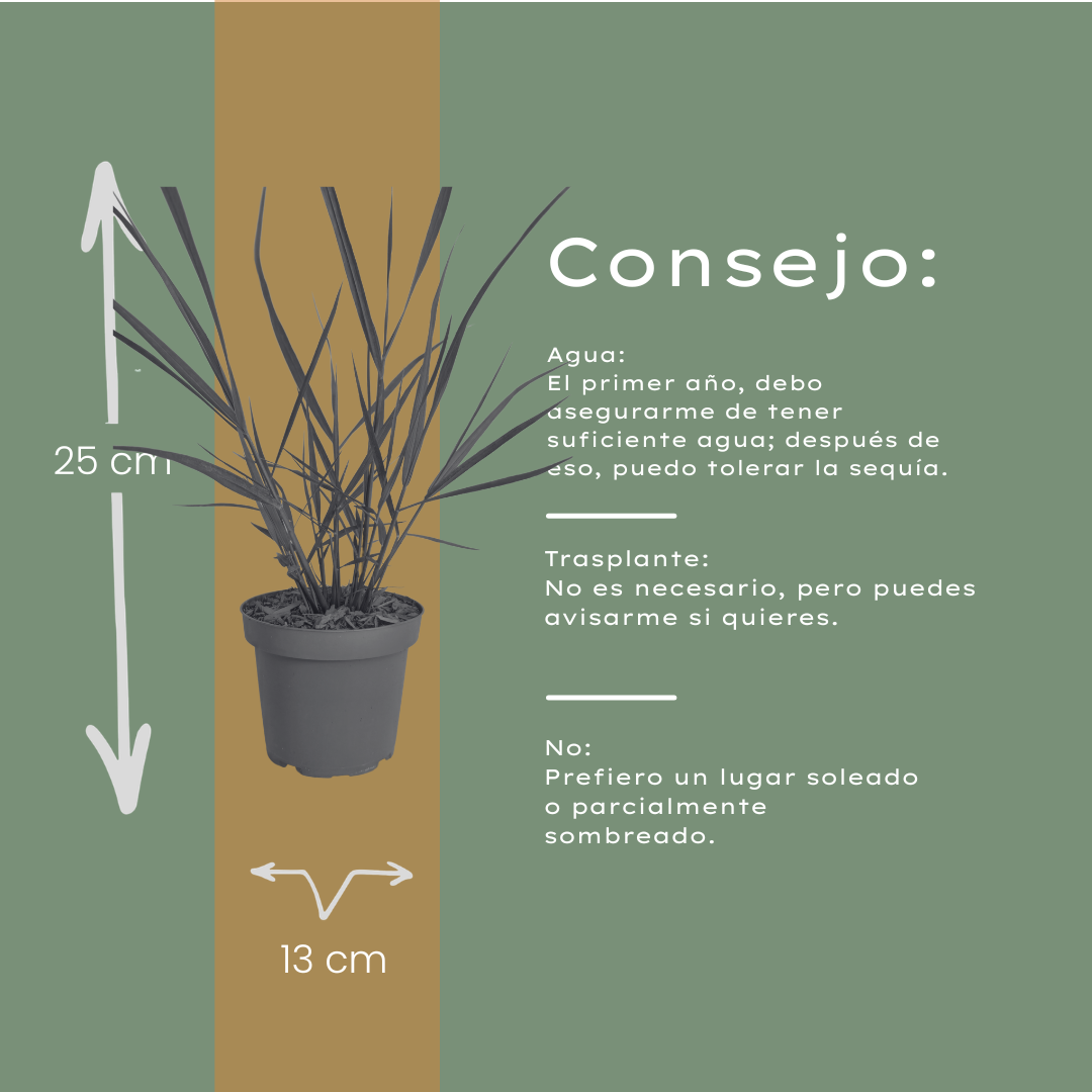 6x Panicum virgatum ‘Rotstrahlbusch’ – Siergras met warme herfstkleuren | Potmaat 12 cm