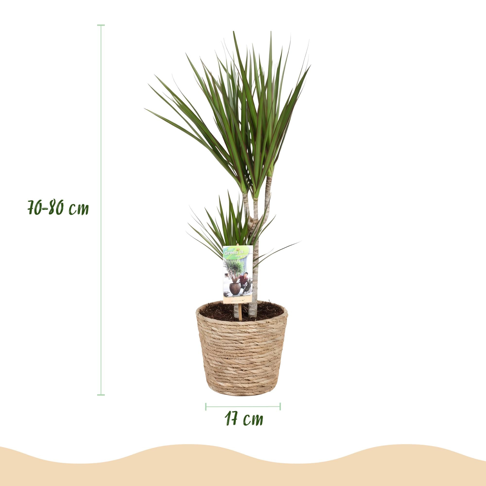 Dracaena Marginata - Drakenbloedboom - Weinig onderhoud - met mand - Groen - 2 Planten - Pot 17cm - Hoogte 70-80cm