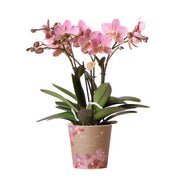 Kolibri Orchids | Orchidea Phalaenopsis rosa antico - Jewel Treviso - Dimensioni vaso Ø12cm | Pianta da appartamento fiorita - Fresca dal coltivatore