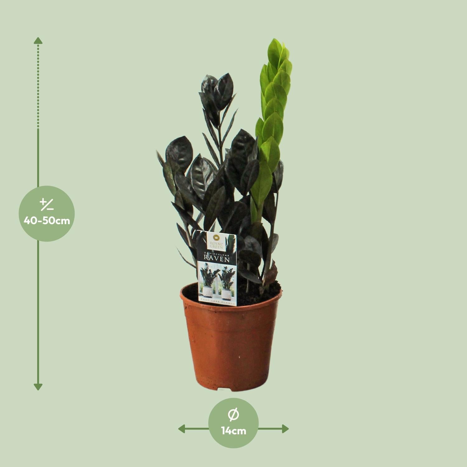 Corvo Zamioculcas - Ø14cm - ↕45cm
