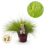 Festuca glauca Golden Toupee - Geel - 2 Planten - Bladhoudend - Weinig Onderhoud - Pot 17cm Hoogte 50cm