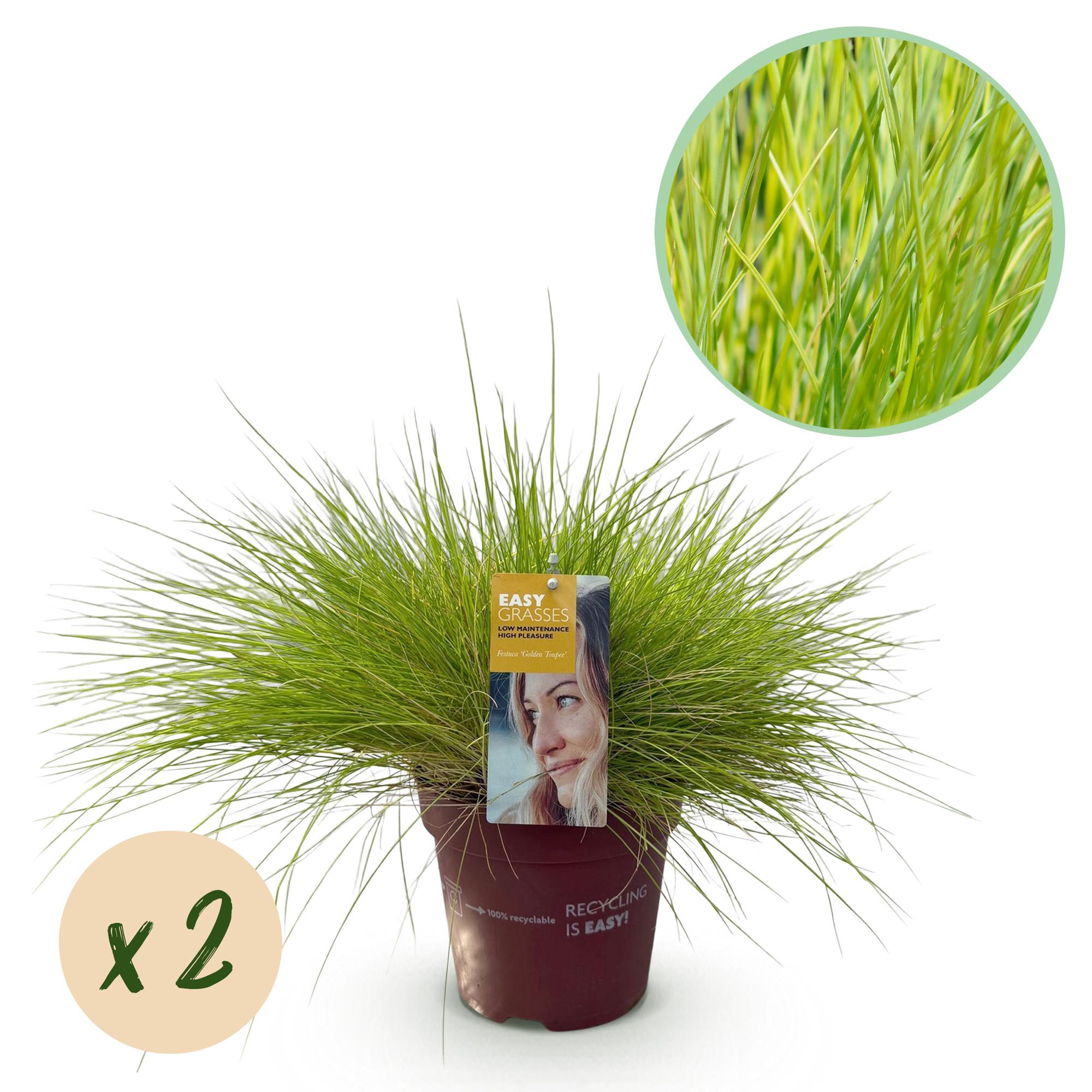 Festuca glauca Golden Toupee - Geel - 2 Planten - Bladhoudend - Weinig Onderhoud - Pot 17cm Hoogte 50cm