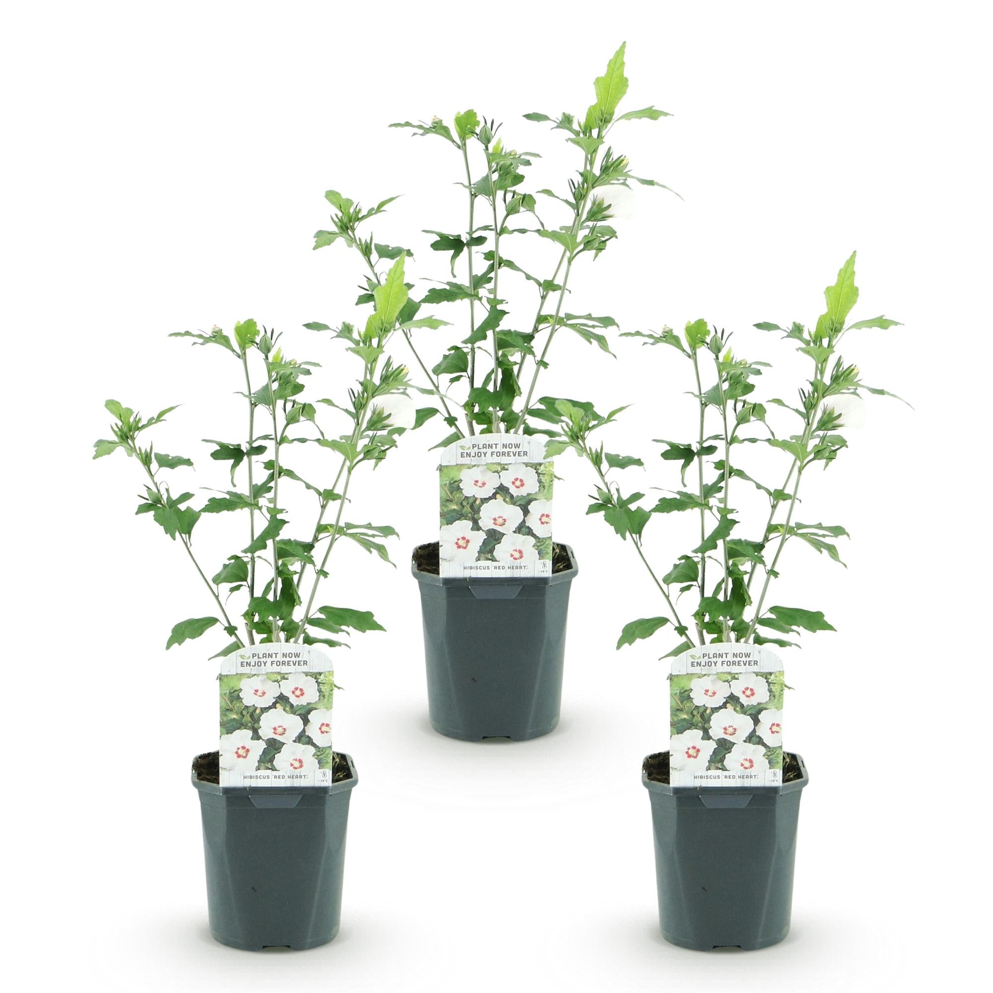 Hibiscus syriacus Red Heart - Tuin Hibiscus - Winterhard - Wit - Rood - 3 Planten - Pot 17cm - Hoogte 45cm