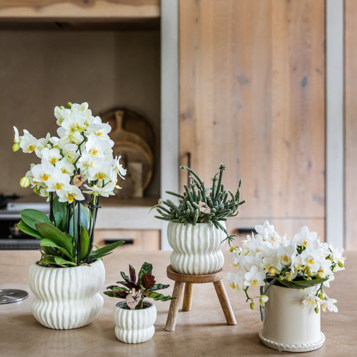 Kolibri Orchids | Witte Phalaenopsis Orchidee - Botanic Nazaré in Melody Sierpot - Ø9 cm