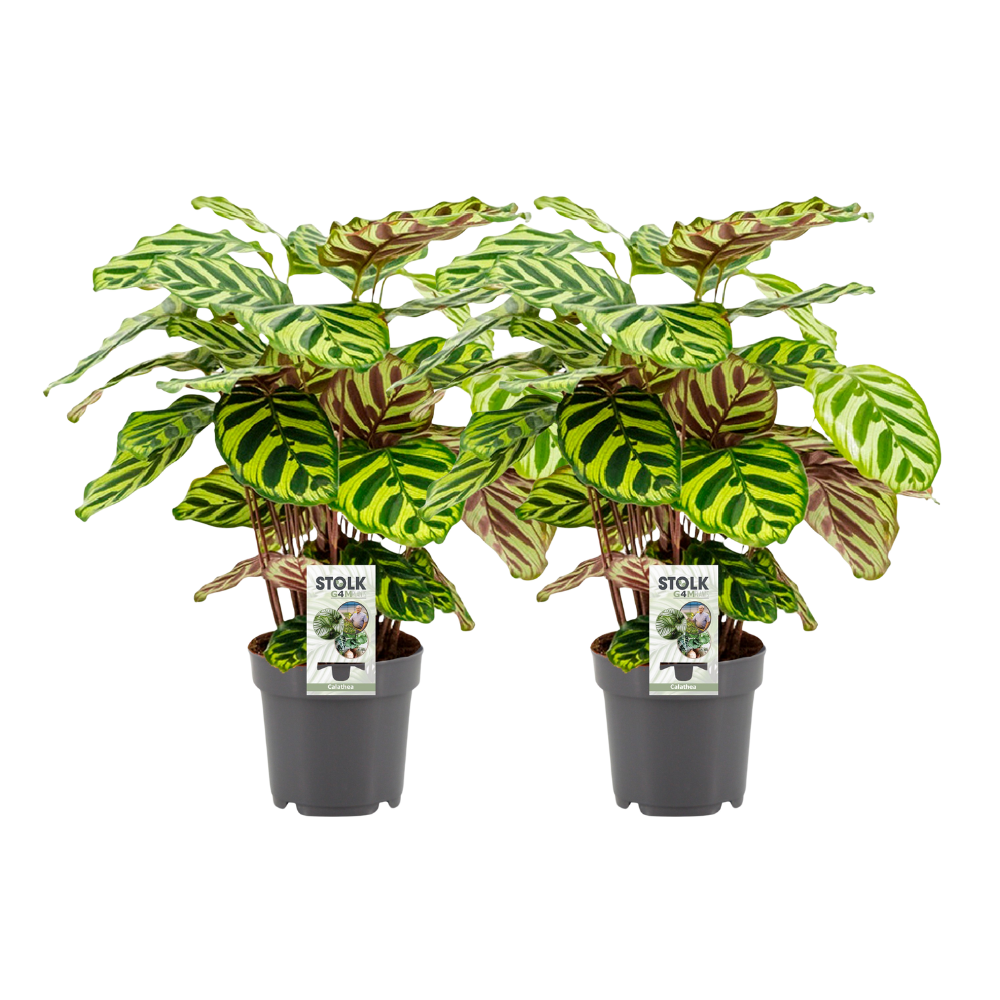 Calathea Makoyana - 2 pezzi - Ø14cm - ↕45cm