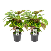 Calathea Makoyana - 2 pezzi - Ø14cm - ↕45cm