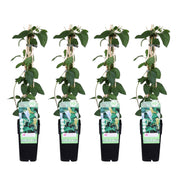 4x - Lonicera japonica 'Halliana' - ↨65cm - Ø15