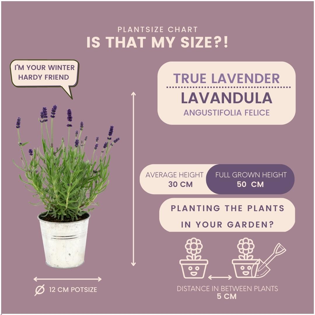 Lavandula angustifolia Felice®  in 'Old Look' sierpot - 13 cm pot - set van 3 echte Lavendels in Sierpot