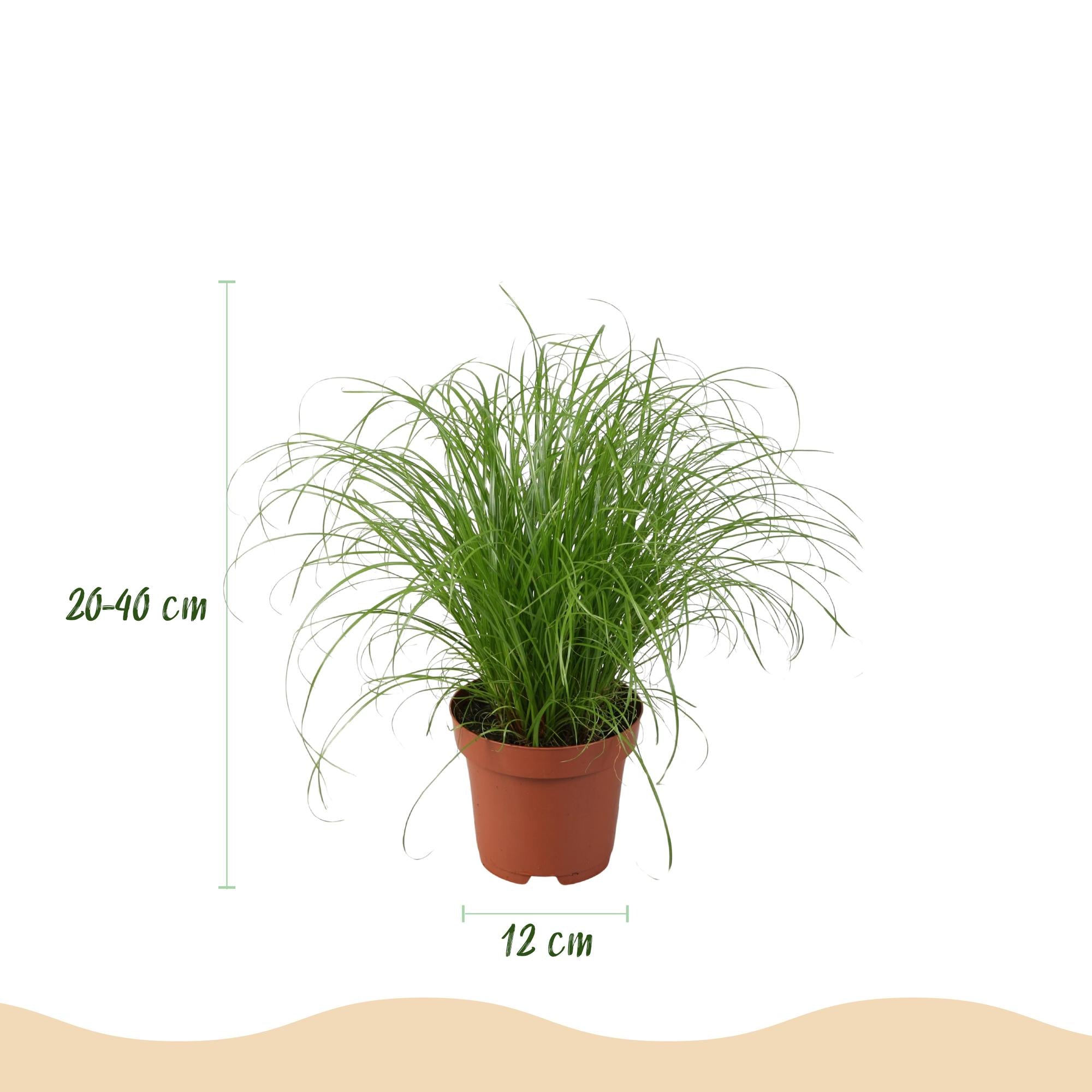 Plantenbox - Chlorophytum - Cyperus - Phlebodium - Marantha - Mix van 4 - Huisdiervriendelijke Planten - Groen - 4 Planten - met Potter Wit - Pot 12cm - Hoogte 25cm