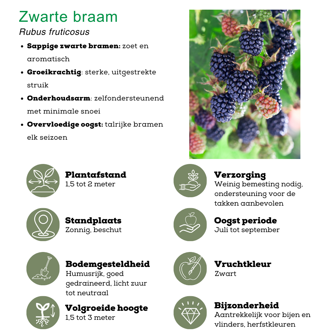Biologische Fruitplanten mix set van 4 verschillende soorten