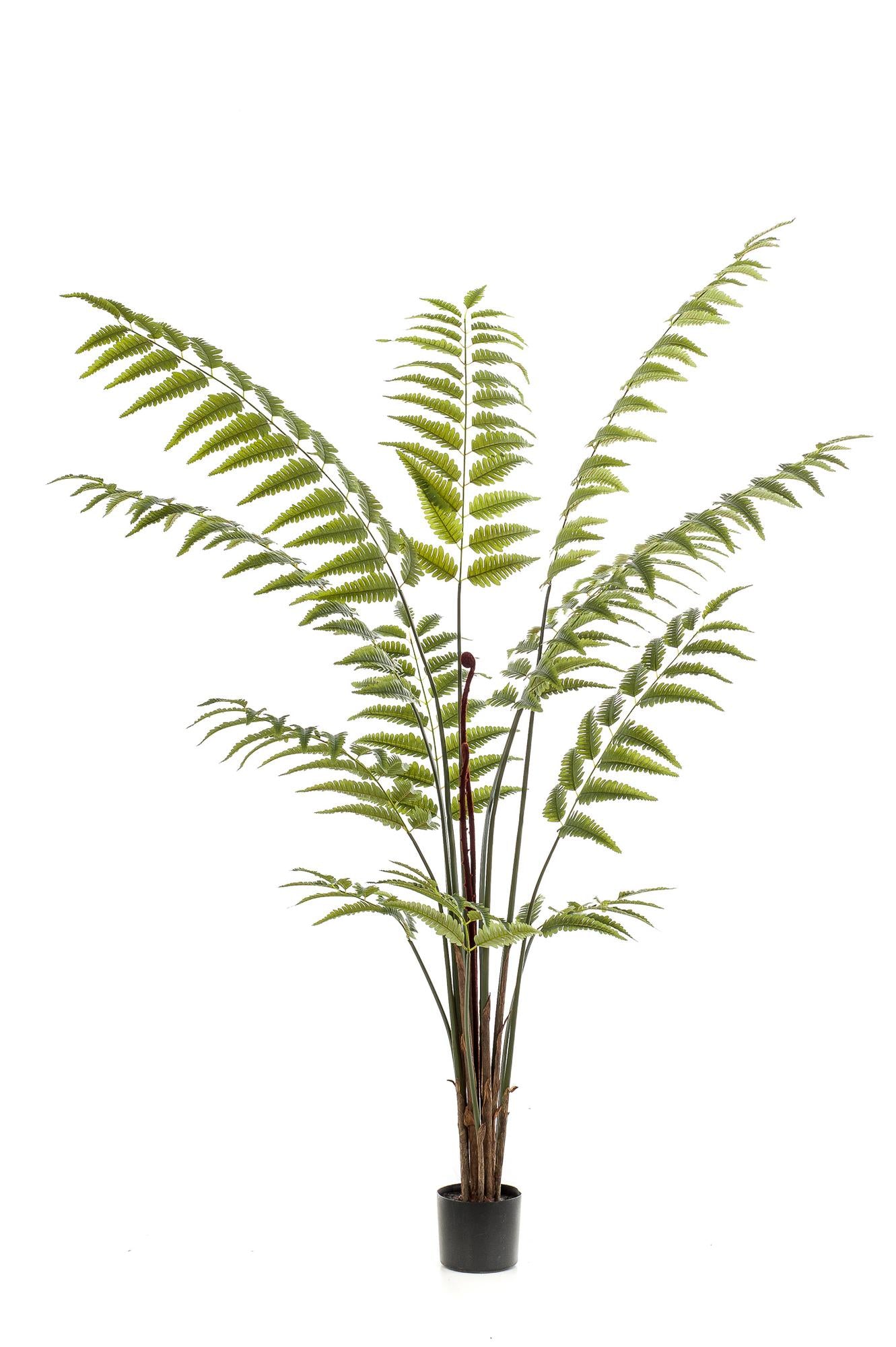 Künstliche Pflanze - Rumohra Adiantiformis - Lederfarn - 180 cm