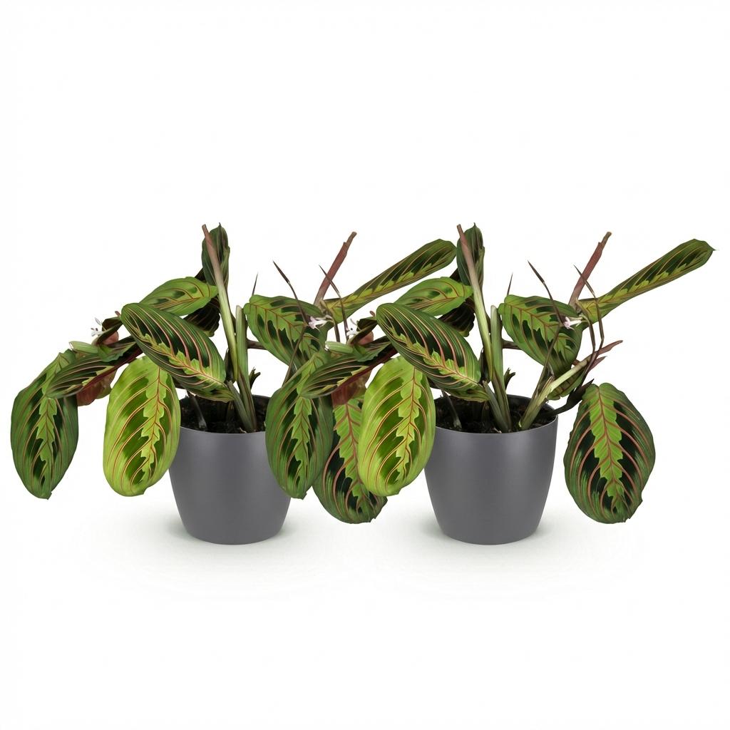 Maranta Fascinator Tricolour - Gebedsplant - Huisdiervriendelijke Plant - Groen - 2 Planten - met Potter Grijs - Pot 12cm - Hoogte 25cm