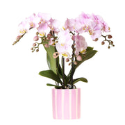 Kolibri Orchids | Orchidea Phalaenopsis rosa Portogallo + vaso Painted Stripe rosa - dimensioni del vaso Ø9cm | pianta da appartamento fiorita - fresca dal coltivatore