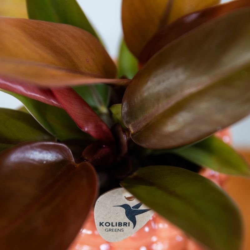 Kolibri Greens | Philodendron Ruby Red - Ø9cm
