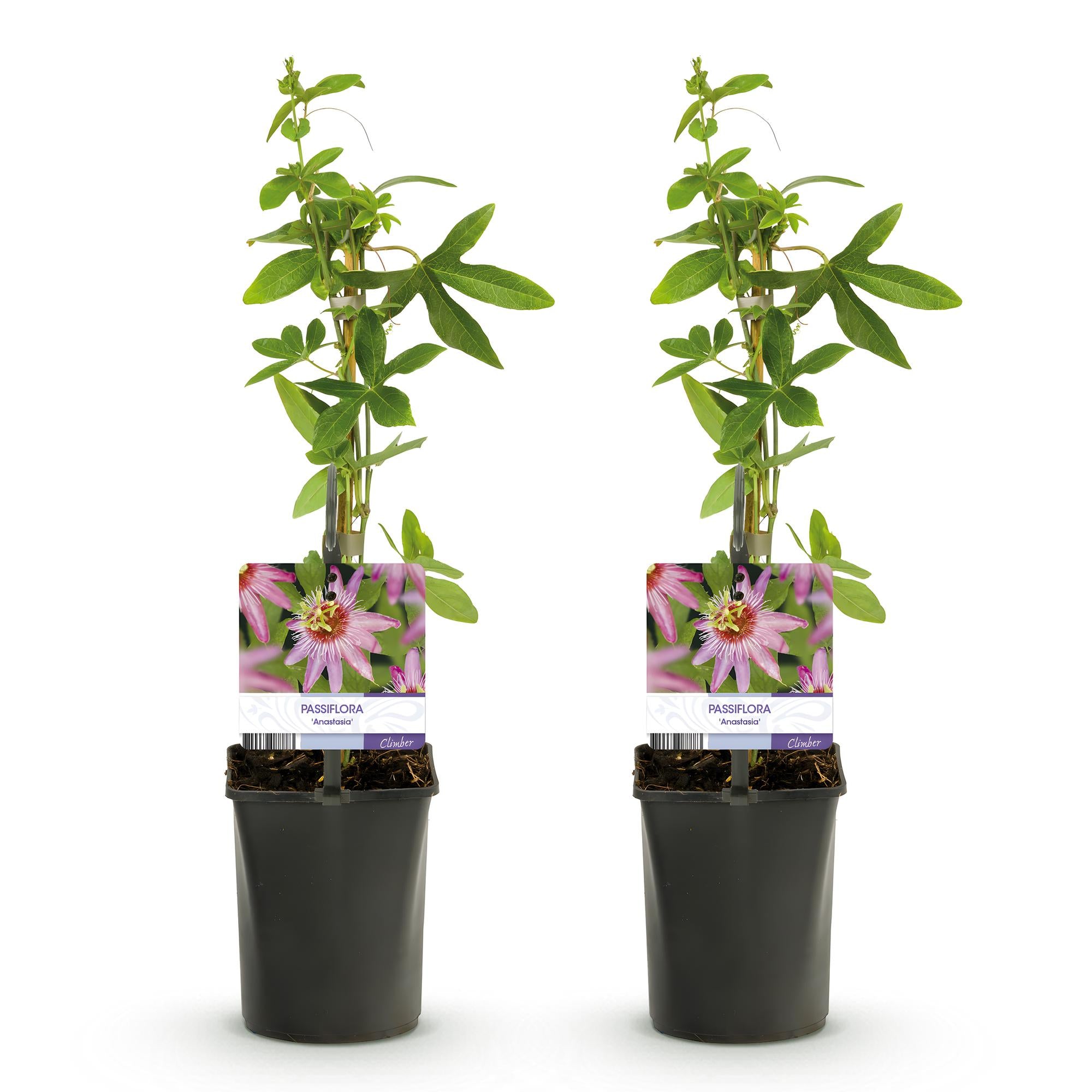 Green boutiQ – Passionsblume – Passiflora Anastasia – Rosa Blüte – Pflegeleicht – 2 Pflanzen – Topf: 11 cm, Höhe: 40 cm