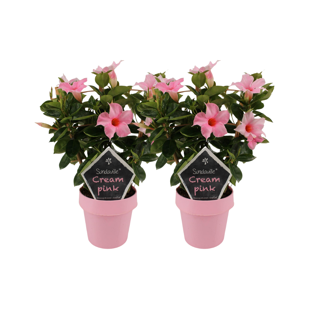 Mandevilla Sundaville Crema Rosa su Rack - 2 pezzi - Ø14cm - ↕40cm