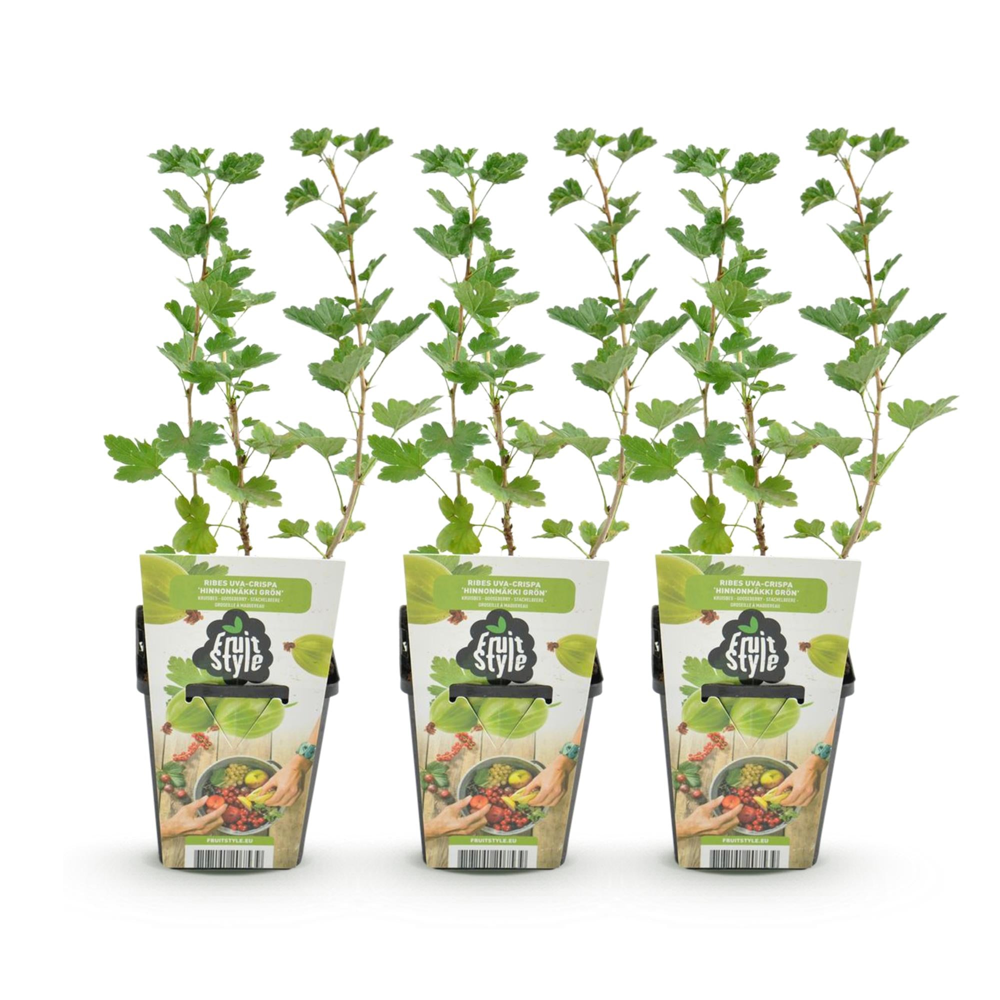 Kruisbes - Ribes uva-crispa Hinnonmaki Grun - Winterhard - 3 Planten - Pot 9 cm - Groene Bes